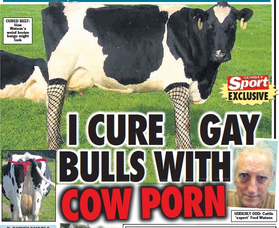 Cow Porn - PressReader - Sunday Sport: 2014-11-23 - I CURE GAY BULLS ...