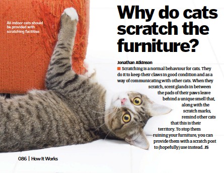 Pressreader How It Works 2018 02 22 Why Do Cats Scratch The